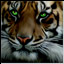Eye of the Tiger